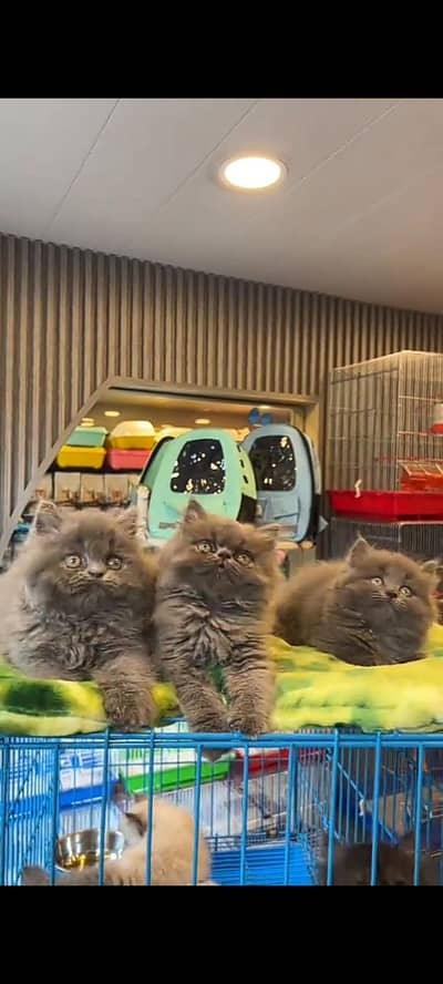 Quality Persian Punch Face cat &kittens 03476305771 WhatsApp