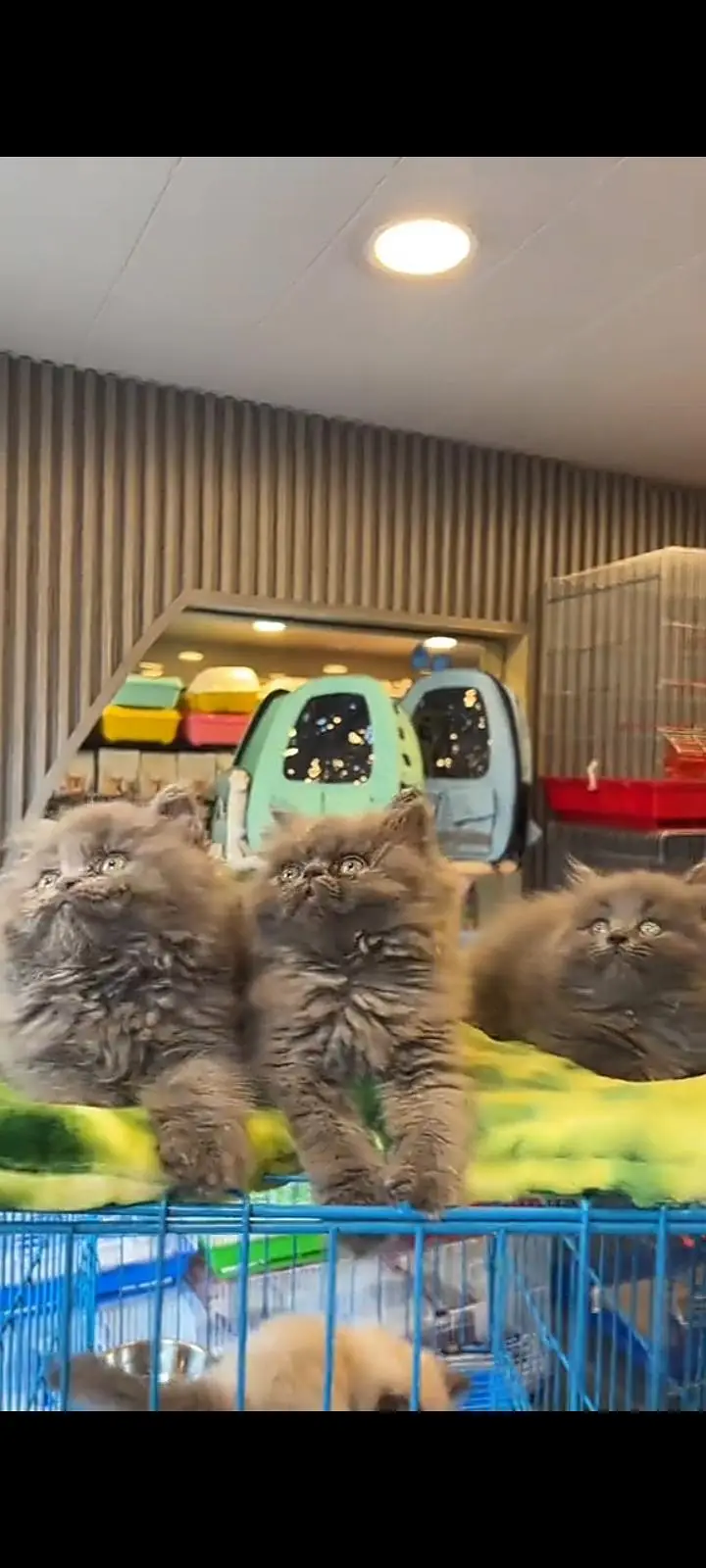 Quality Persian Punch Face cat &kittens 03476305771 WhatsApp — photo 2