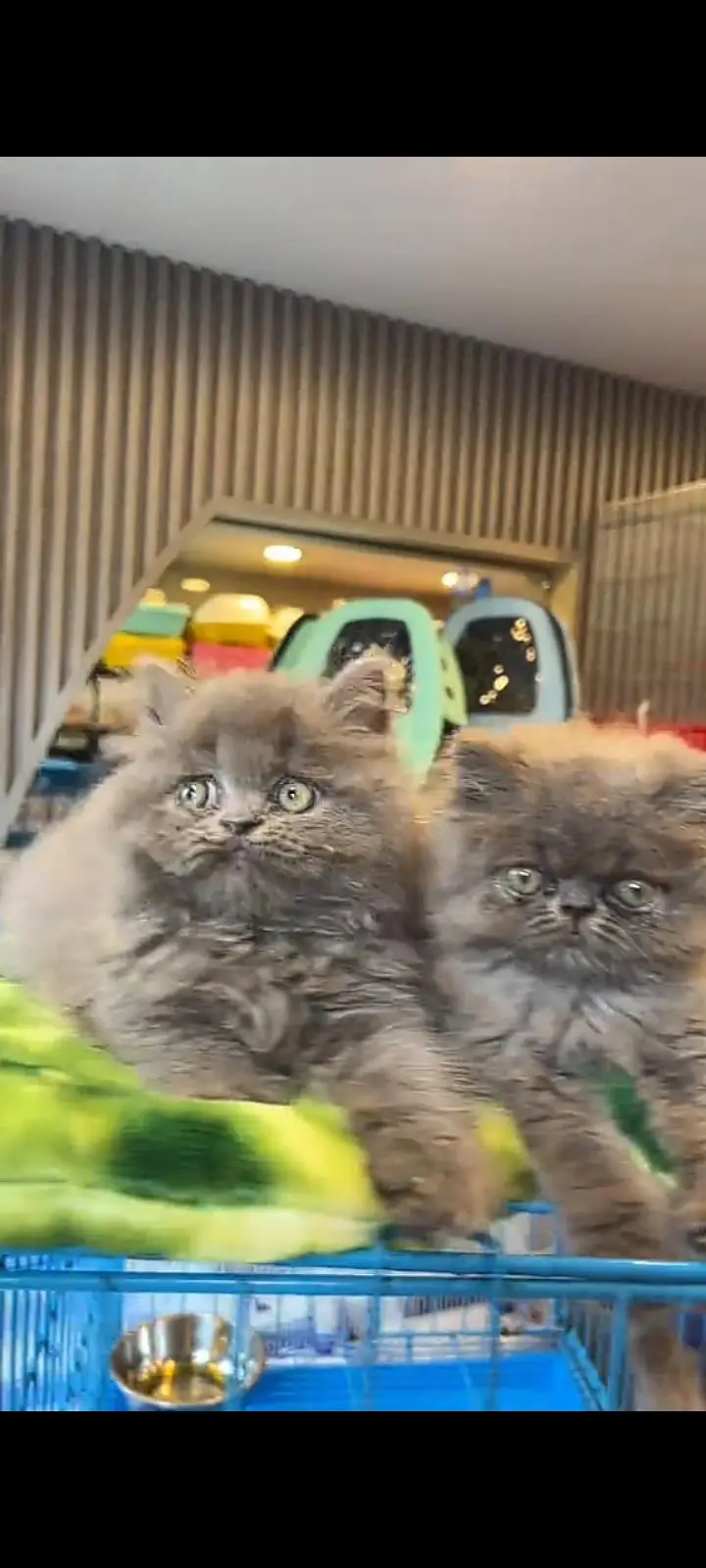 Quality Persian Punch Face cat &kittens 03476305771 WhatsApp — photo 3