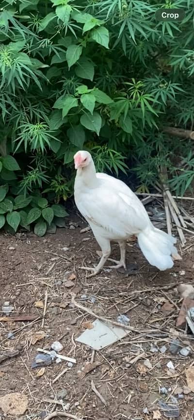 ParrotBeak face madi for sale
