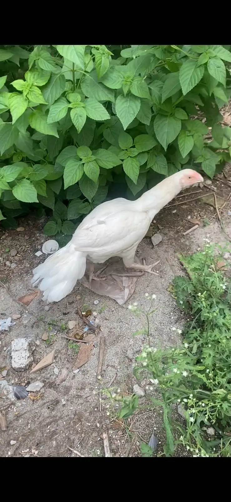 ParrotBeak face madi for sale — photo 2