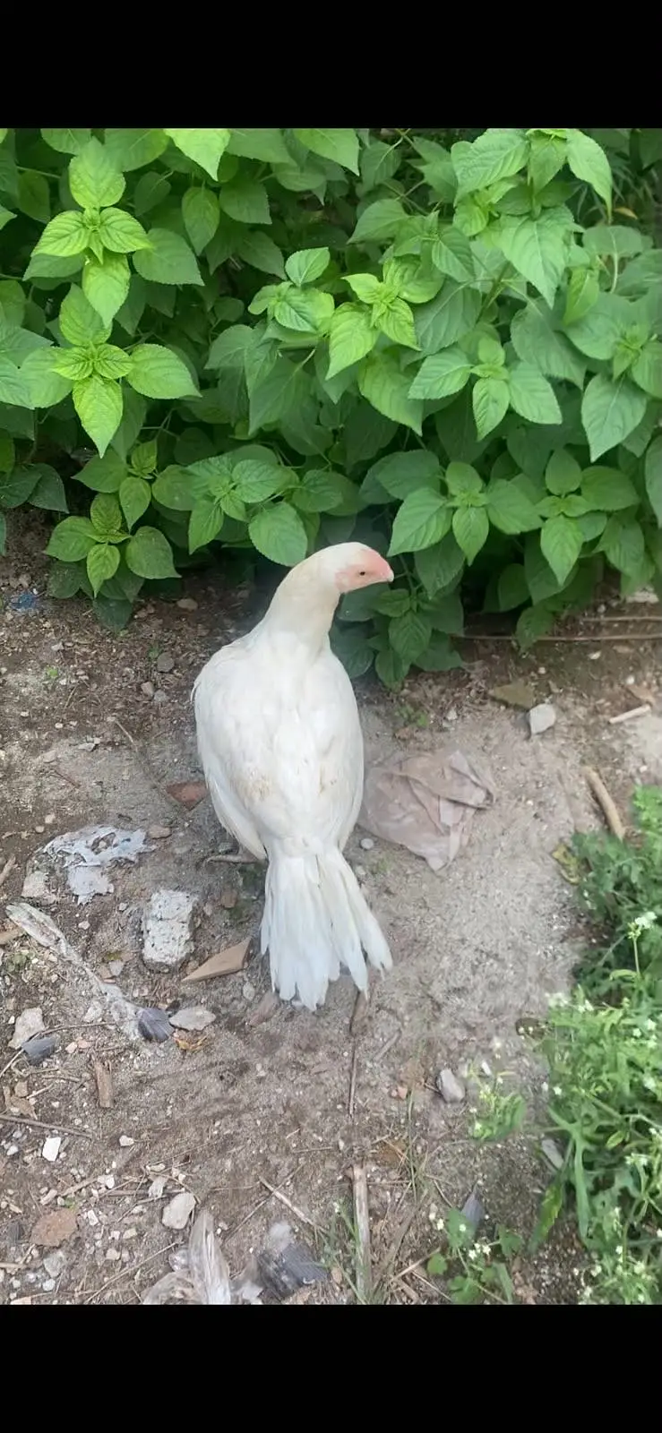 ParrotBeak face madi for sale — photo 3