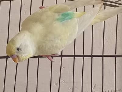 Australian Parrot 