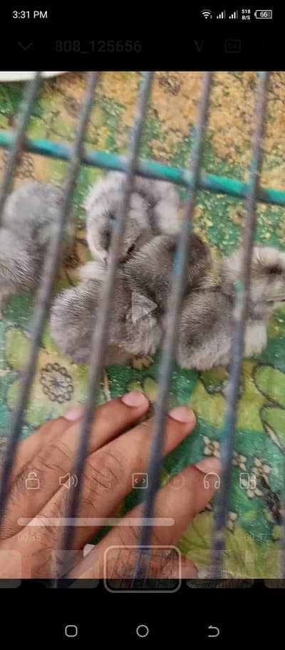 parrot beak iceblue white Turkish chiks