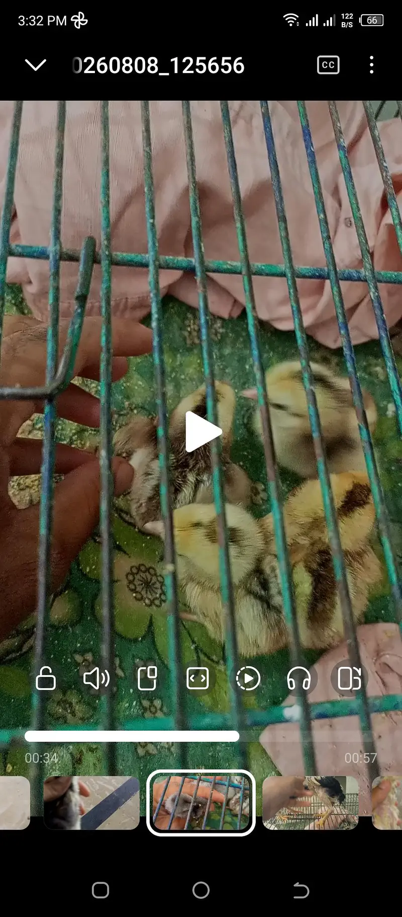 parrot beak iceblue white Turkish chiks — photo 2