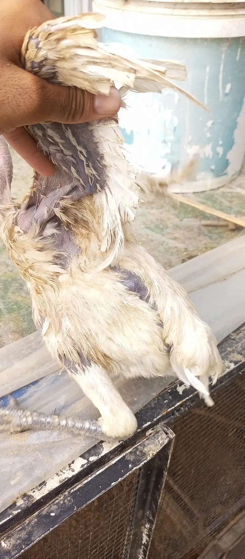 parrot beak iceblue white Turkish chiks — photo 8