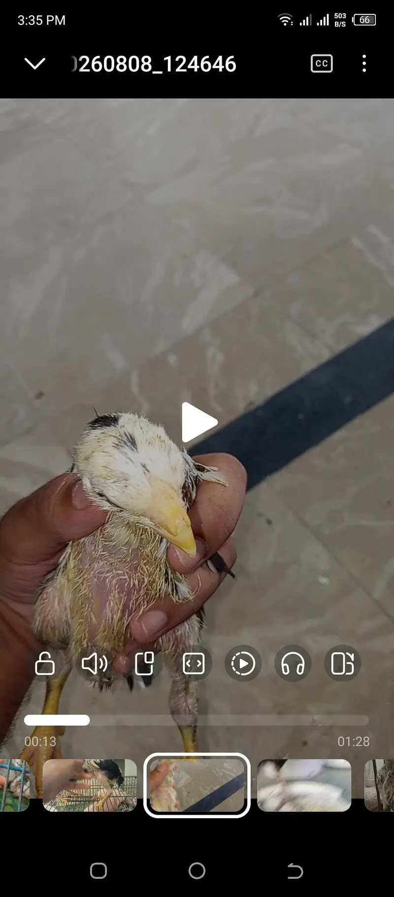 parrot beak iceblue white Turkish chiks — photo 12
