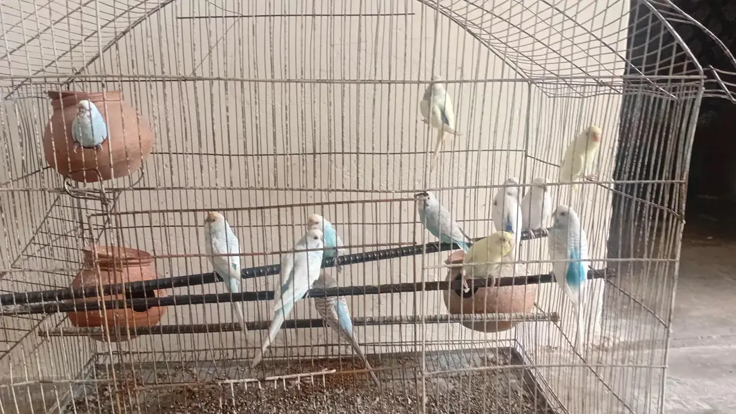 Australian Parrot — photo 2