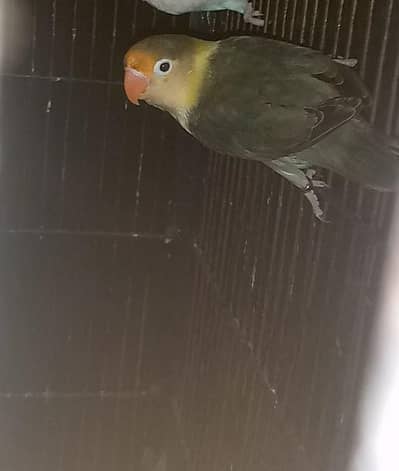 lovebird palefellow. . cocktail split common white