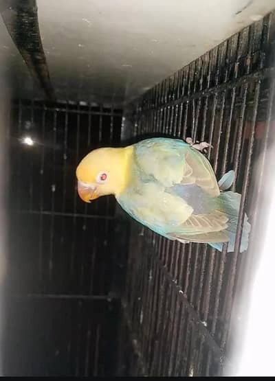 lovebird palefellow. . cocktail split common white