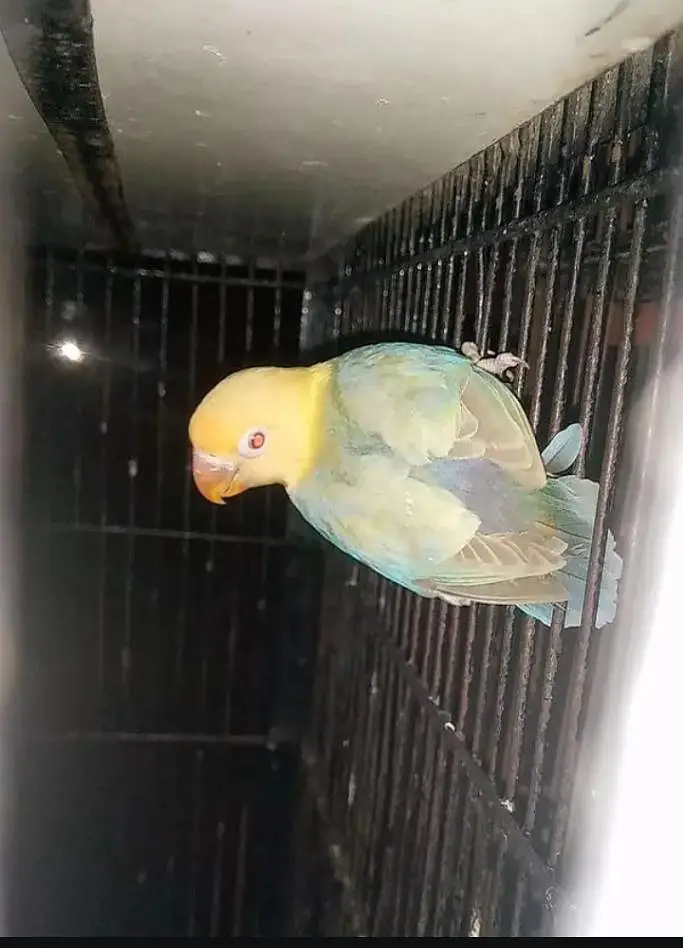 lovebird palefellow. . cocktail split common white — photo 2