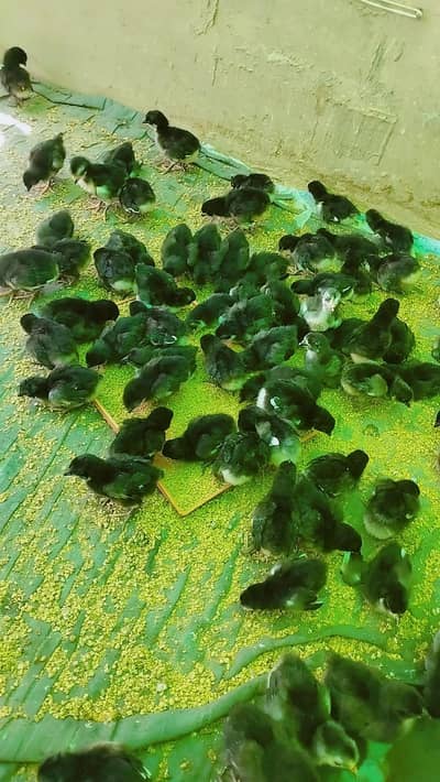 Australorp A grade chicks for sale.