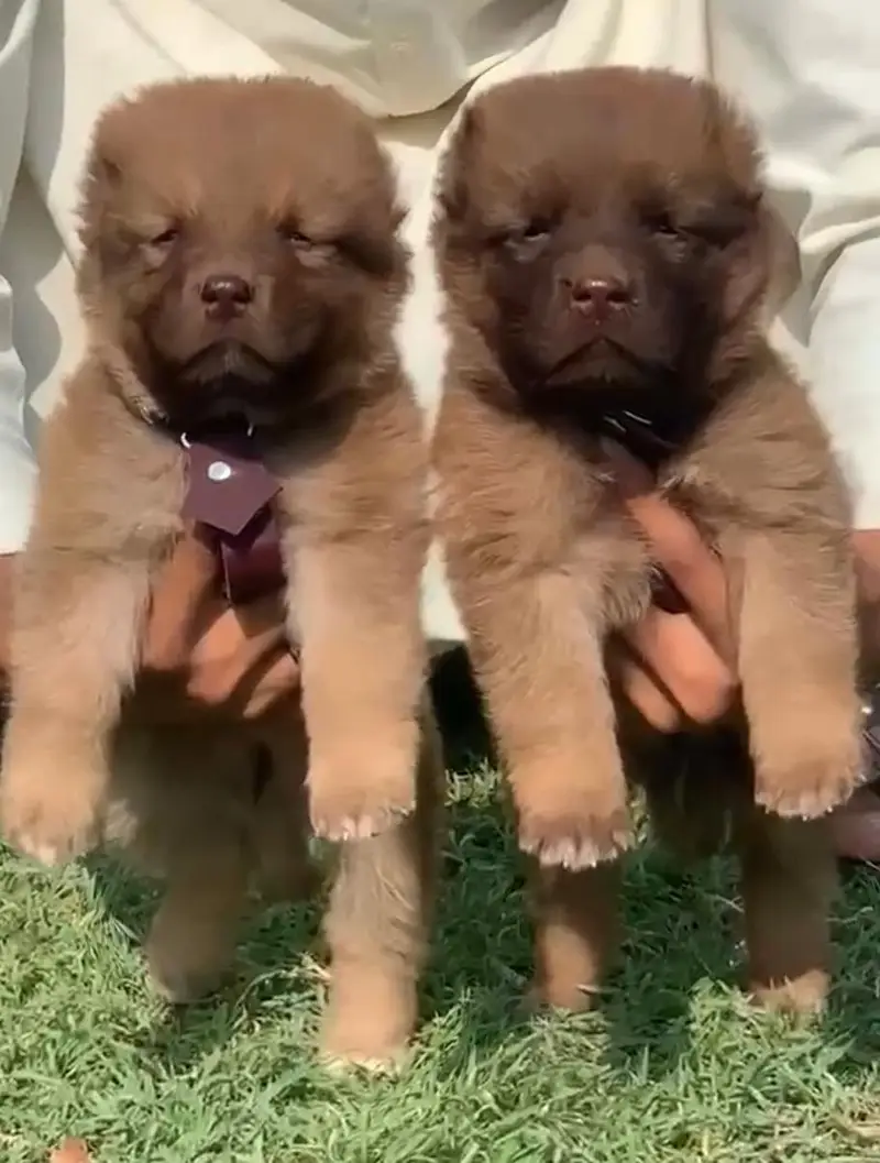 alabai security dog 2 month pair for sale heavy bone — photo 2