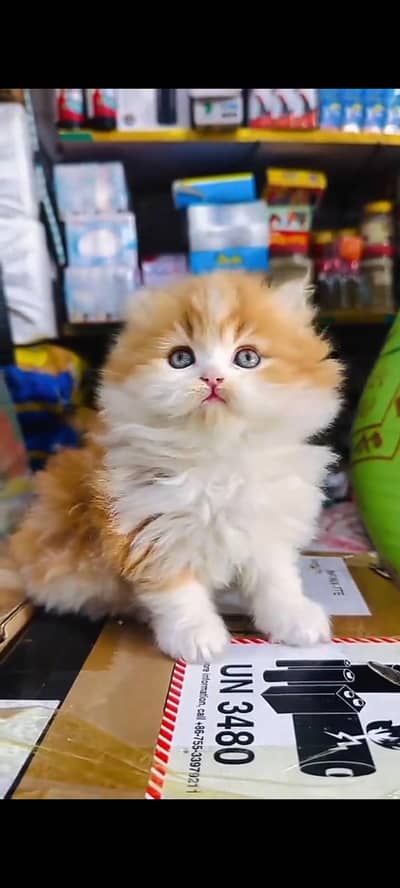 Quality Persian Punch Face cat &kittens 03476305771 WhatsApp