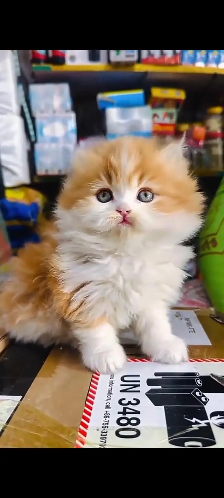 Quality Persian Punch Face cat &kittens 03476305771 WhatsApp — photo 2