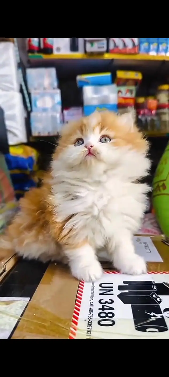Quality Persian Punch Face cat &kittens 03476305771 WhatsApp — photo 3
