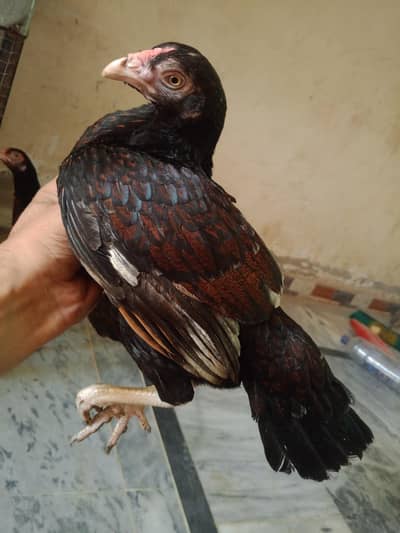 Amrohi pathiyan Home Breed 0315/5202336