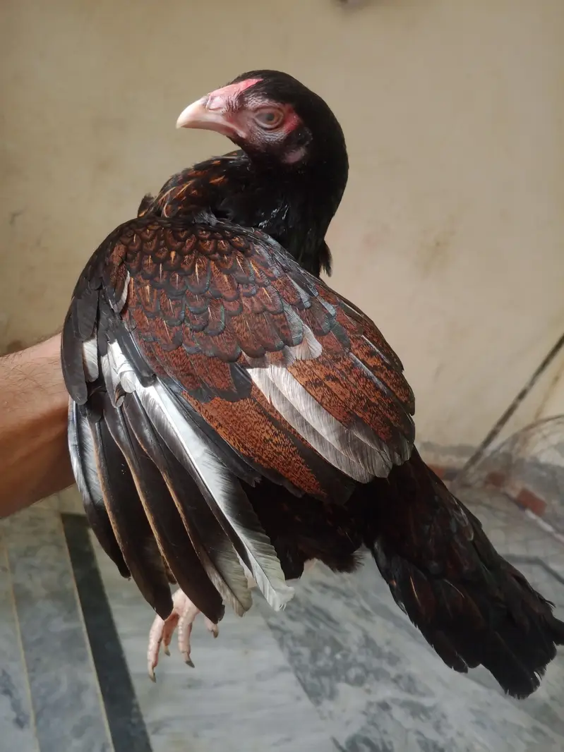 Amrohi pathiyan Home Breed 0315/5202336 — photo 2