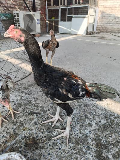 aseel patha for sale Peshawar