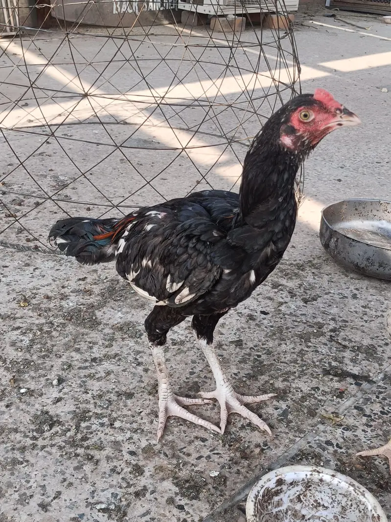 aseel patha for sale Peshawar — photo 2