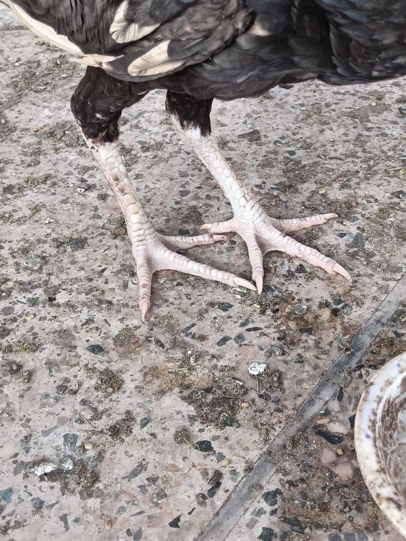 aseel patha for sale Peshawar — photo 3