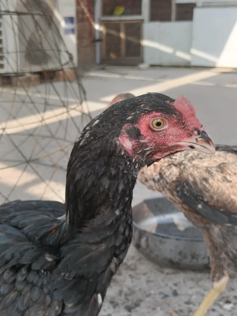 aseel patha for sale Peshawar — photo 4