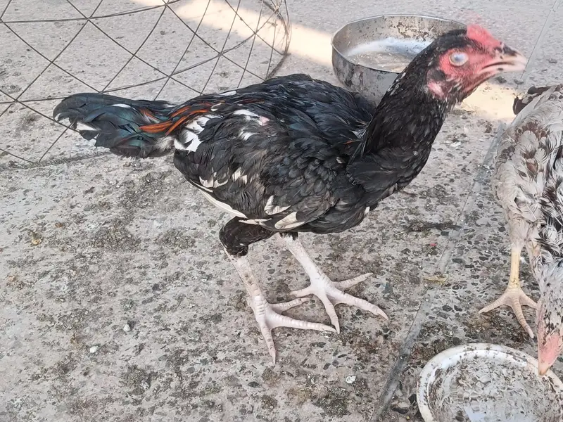 aseel patha for sale Peshawar — photo 5