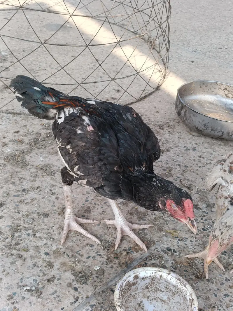 aseel patha for sale Peshawar — photo 6