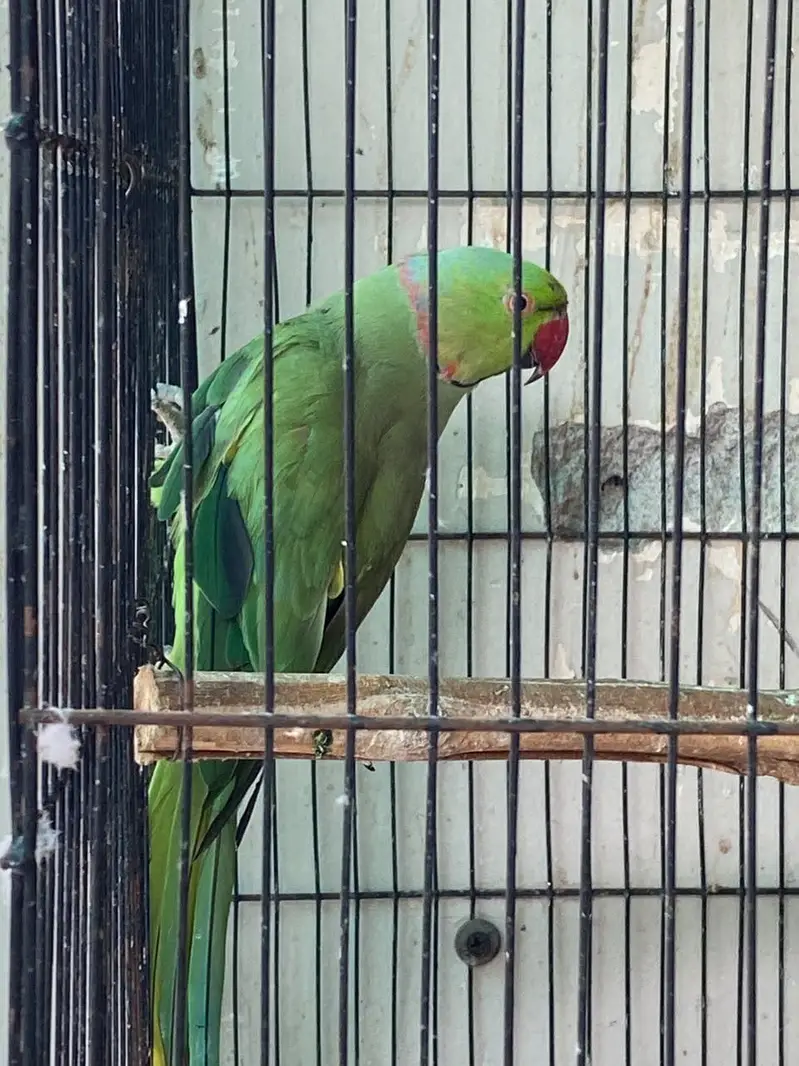 Green Ringneck Breeder pair — photo 2