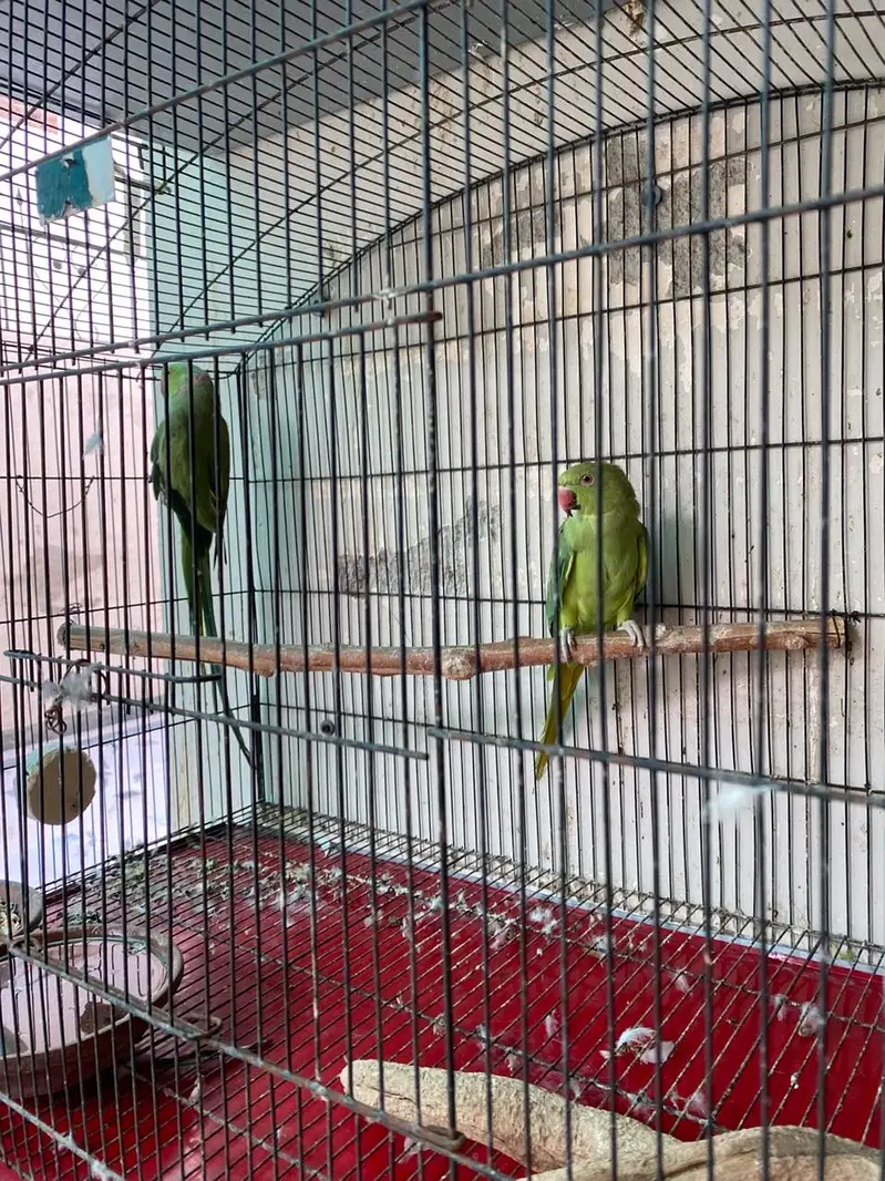 Green Ringneck Breeder pair — photo 3