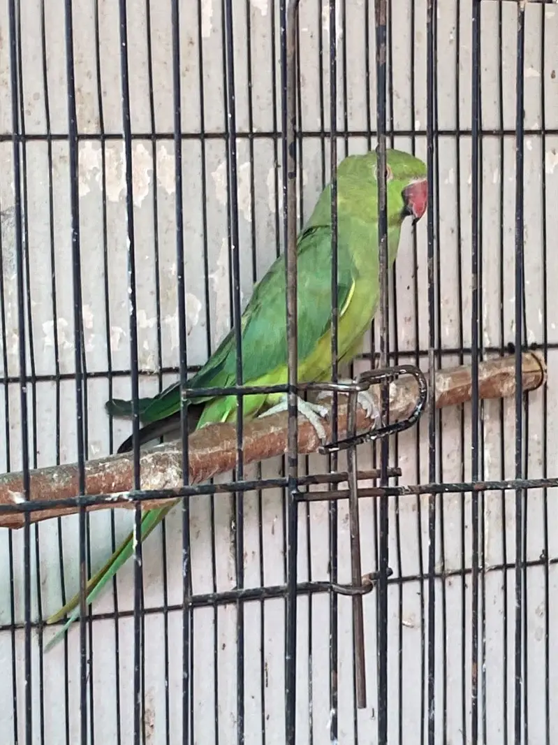 Green Ringneck Breeder pair — photo 4