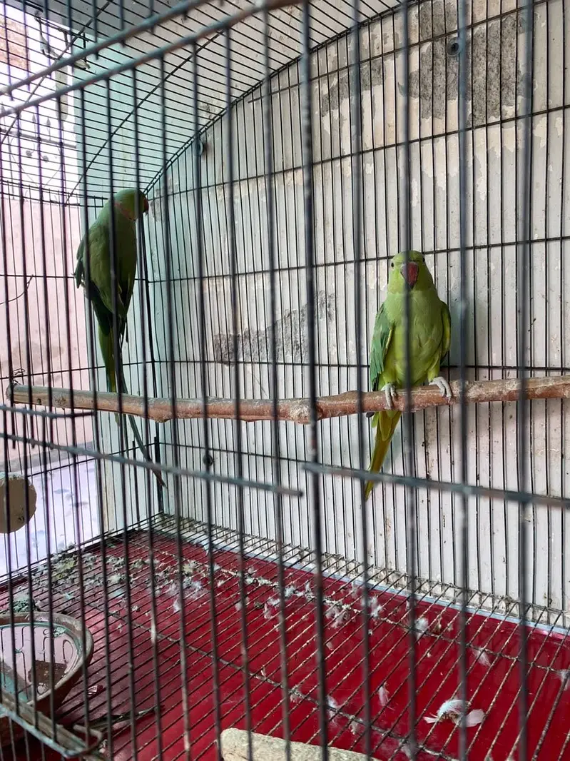 Green Ringneck Breeder pair — photo 5