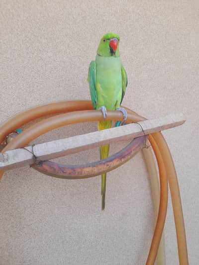 tame mitho male