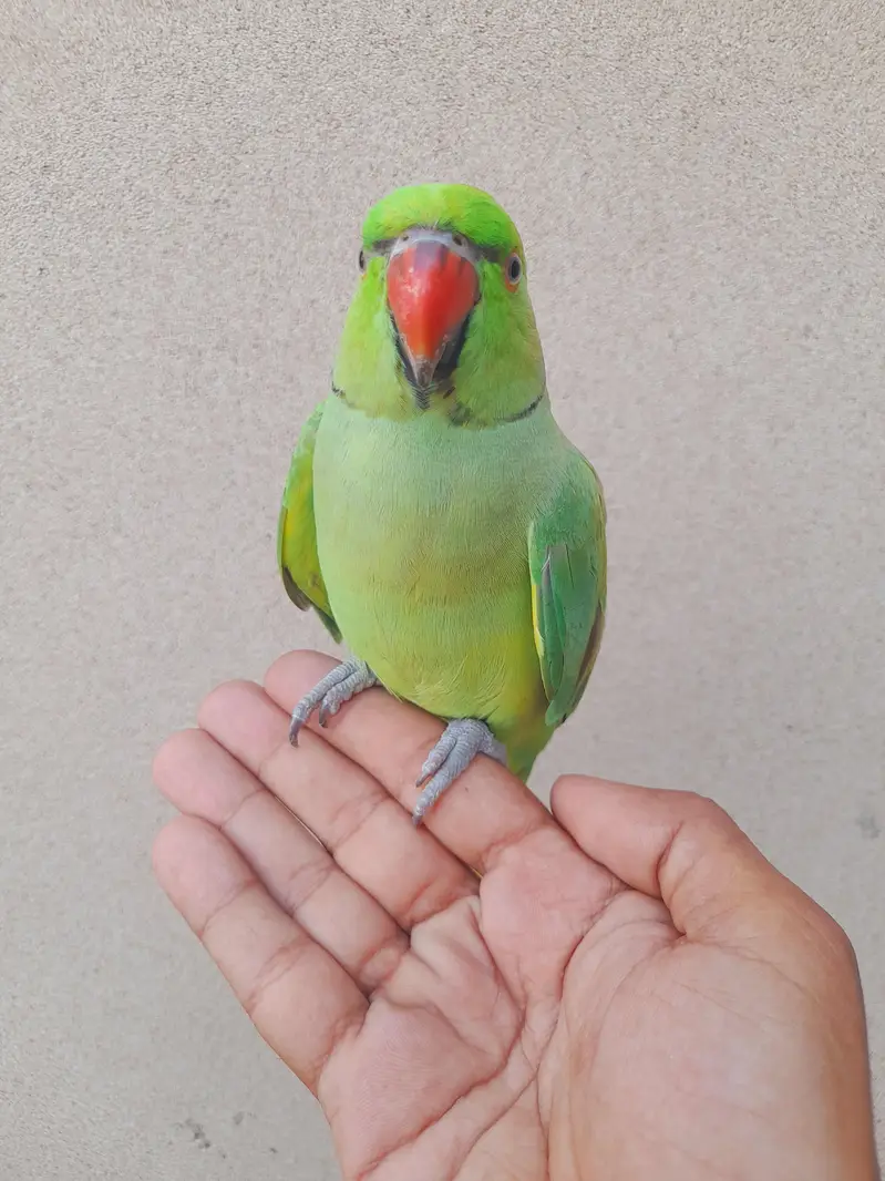 tame mitho male — photo 2