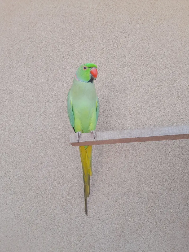 tame mitho male — photo 3
