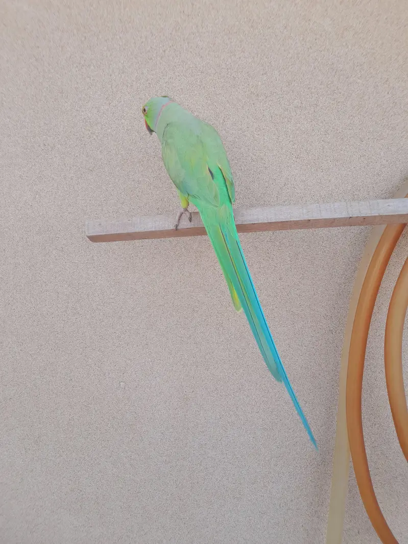 tame mitho male — photo 4