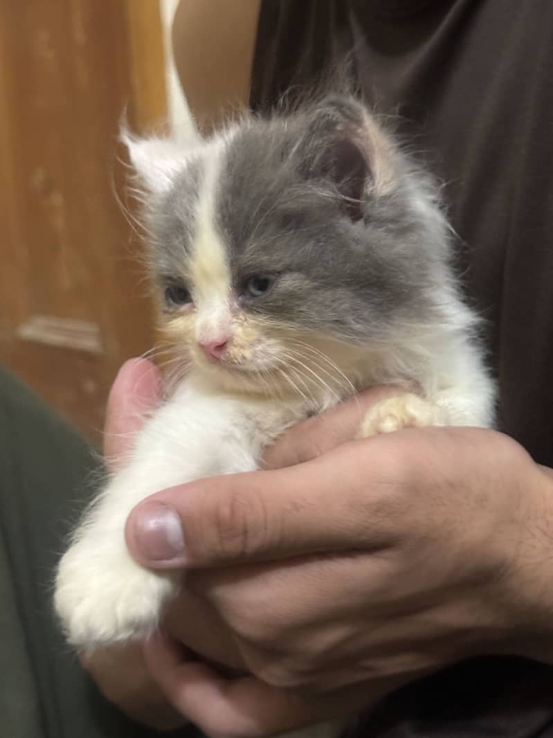 Persian Kittens 1
