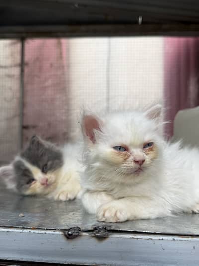 Persian Kittens