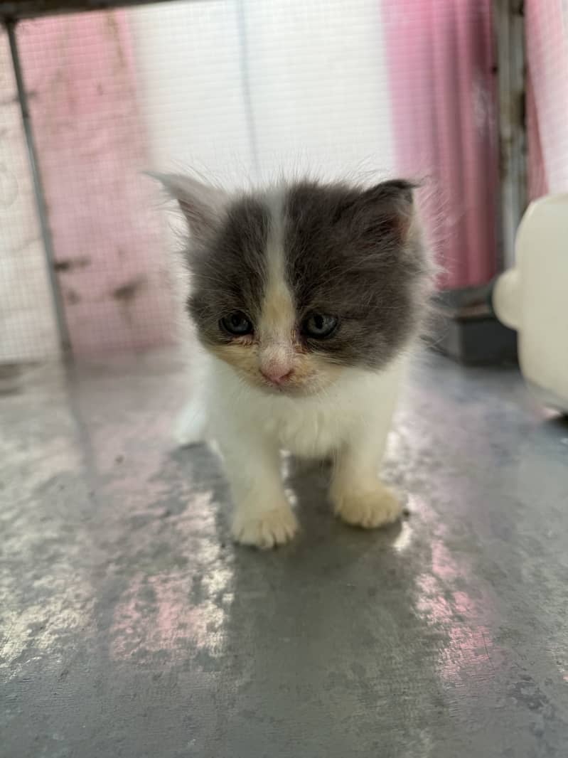 Persian Kittens 2