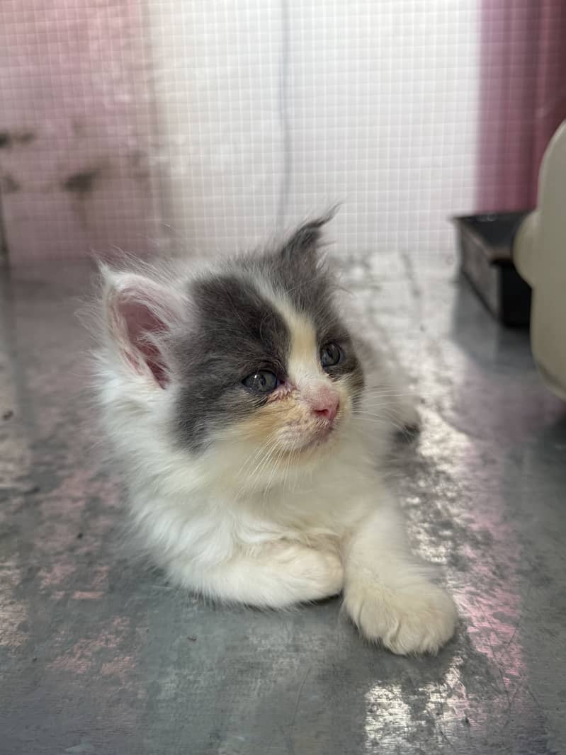 Persian Kittens 3