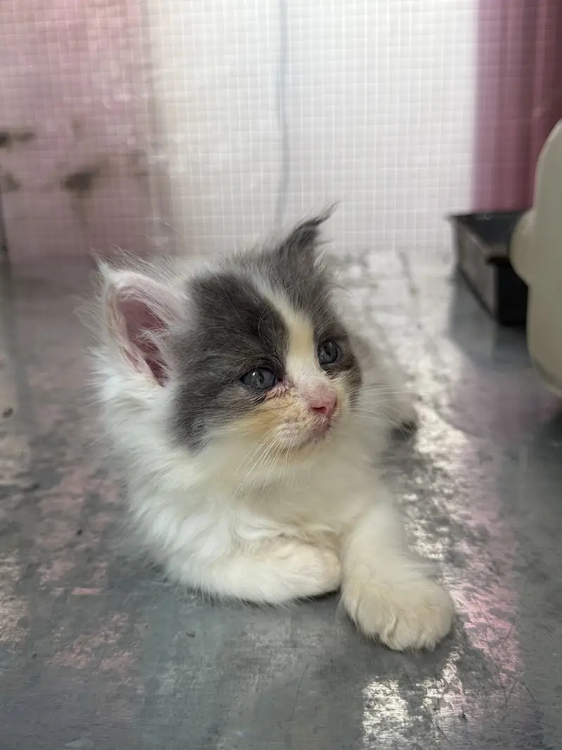 Persian Kittens — photo 4