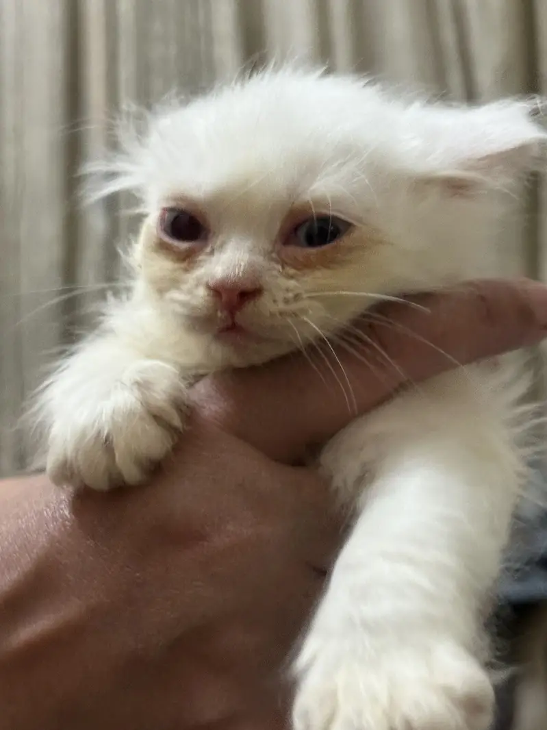 Persian Kittens — photo 5