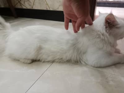 male cat