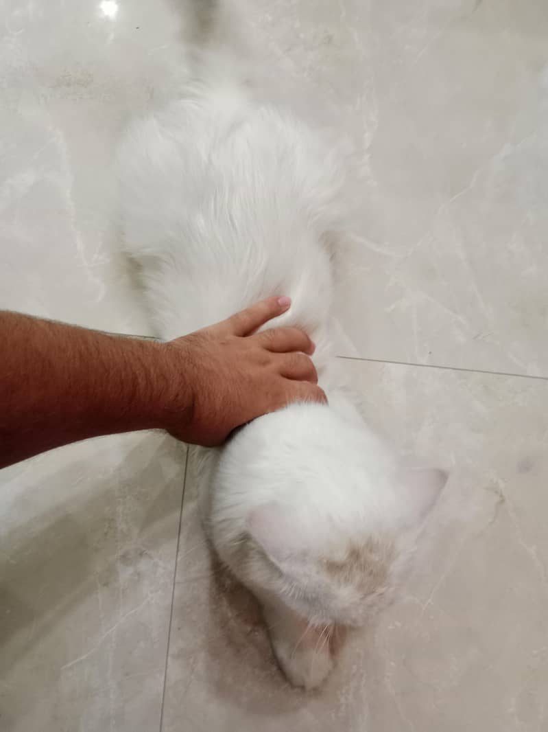 snowbell 1