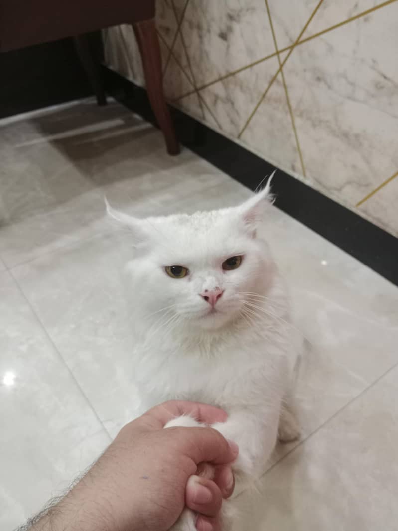 snowbell 2
