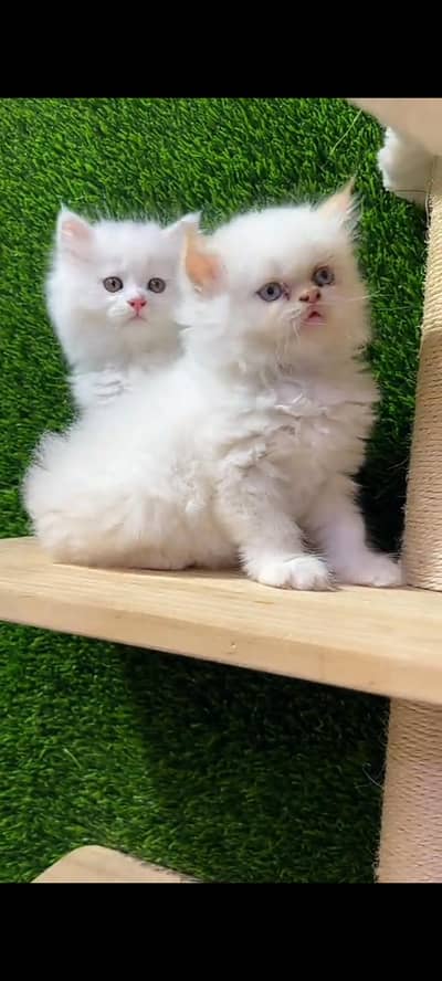 Quality Persian Punch Face cat &kittens 03476305771 WhatsApp