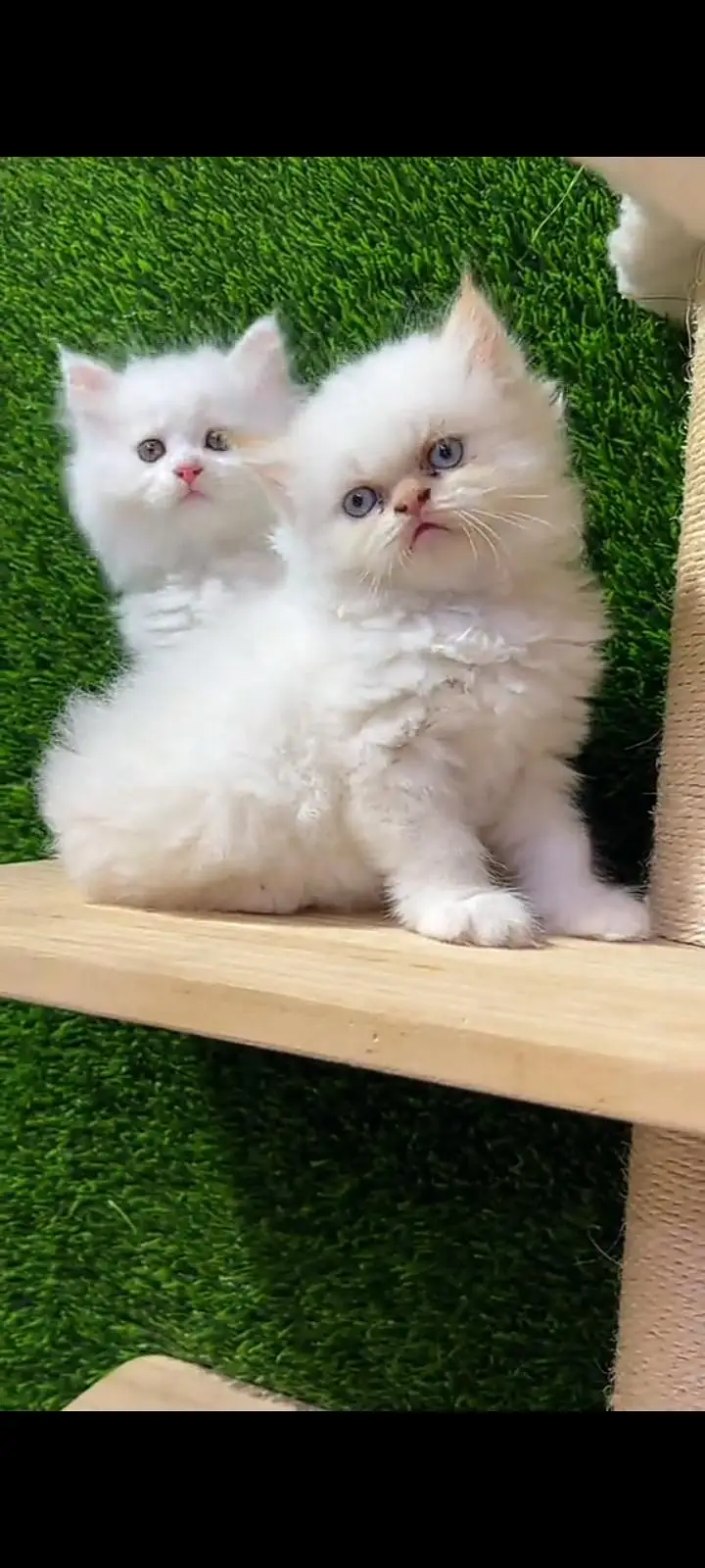 Quality Persian Punch Face cat &kittens 03476305771 WhatsApp — photo 2