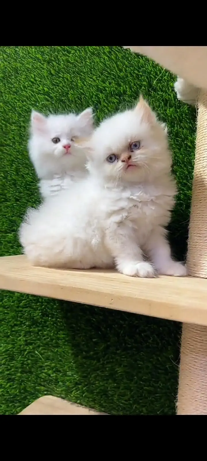 Quality Persian Punch Face cat &kittens 03476305771 WhatsApp — photo 3