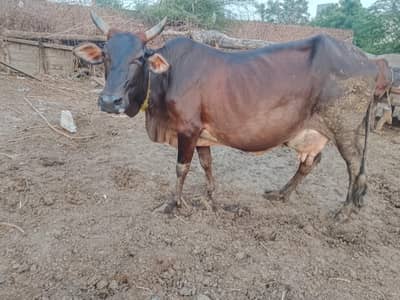 Fresh delivered cow for sale in Lahore cell#03094690531