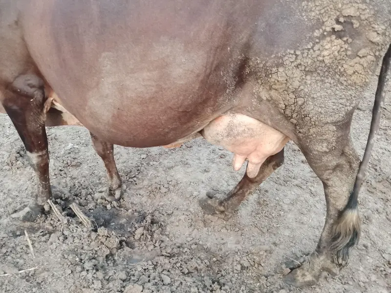 Fresh delivered cow for sale in Lahore cell#03094690531 — photo 2